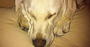 Sarge is registered to the contest to win money with this photo: