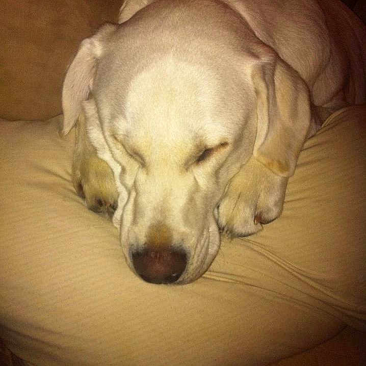 Sarge
