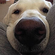 Sarge joined the competition — help win amazing prizes!