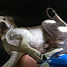 Sarge is registered to the contest to win money with this photo: