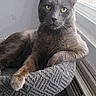 cat, gray_cat, pet, animal, feline, indoor, window, sunlight, relaxed, cat_tree, texture, yellow_eyes, looking_at_camera, resting, fur, whiskers, paw, home, cozy, portrait