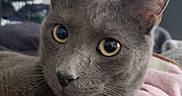 Nedward Scissorpaws is registered to the contest to win money with this photo: cat, gray_cat, close_up, indoor, pet, feline, yellow_eyes, curious, soft_blanket, cozy, relaxed, fur, whiskers, ears, nose, face, home, shelving, door, resting