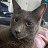 cat, gray_cat, close_up, indoor, pet, feline, yellow_eyes, curious, soft_blanket, cozy, relaxed, fur, whiskers, ears, nose, face, home, shelving, door, resting