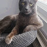 Nedward Scissorpaws is registered to the contest to win money with this photo: animal, cat, cat_tree, closeup, domestic_animal, feline, fur, gray_cat, home, indoor, looking, paw, pet, portrait, relaxed, resting, sunlight, texture, window, yellow_eyes