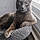 Nedward Scissorpaws