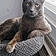 Nedward Scissorpaws
