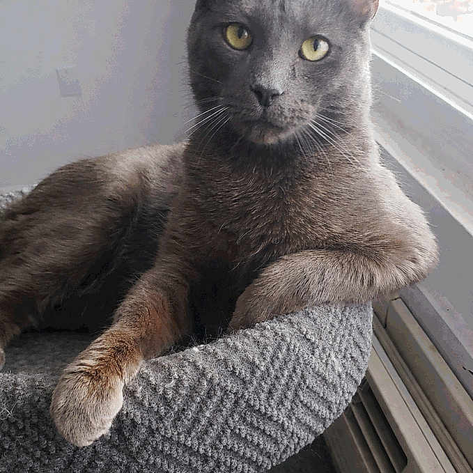 Nedward Scissorpaws