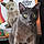 Nedward Scissorpaws