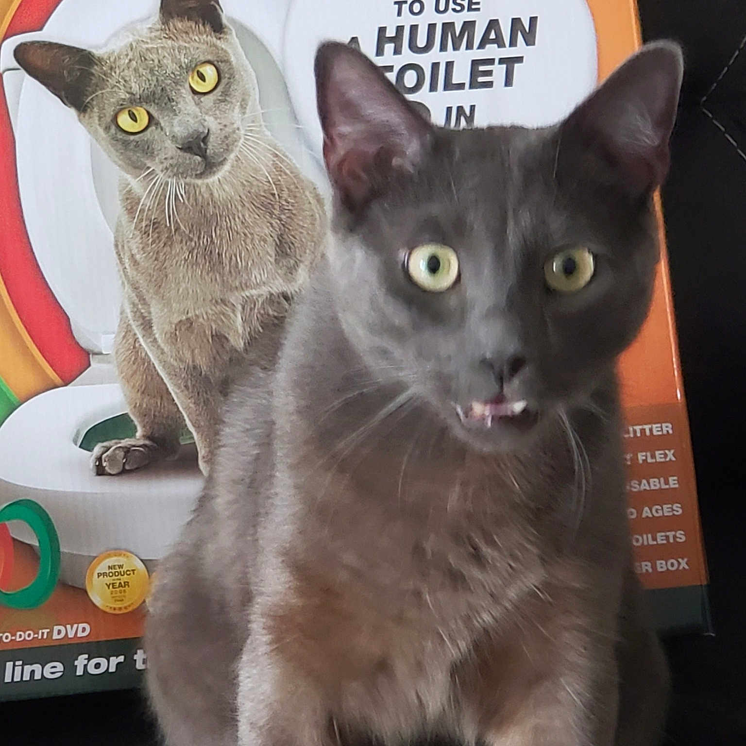 Nedward Scissorpaws