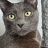 cat, gray_cat, close_up, yellow_eyes, animal, pet, feline, whiskers, fur, portrait, indoor, cute, curious, looking_at_camera, mammal, ears, nose, face, domestic_cat, relaxed