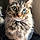 Mittens