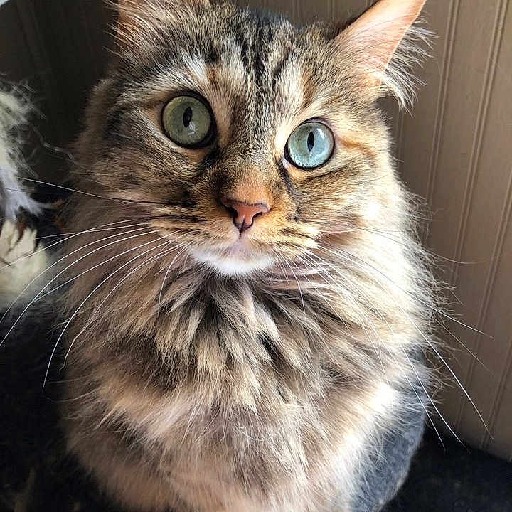 Mittens