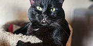 Bruce joined the competition — help win amazing prizes! black_cat, cat, cat_tree, green_eyes, pet, feline, indoor, cozy, animal, portrait, relaxed, looking_at_camera, whiskers, ears, fur, domestic_cat, home, cute, resting, close_up