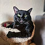black_cat, cat, cat_tree, green_eyes, pet, feline, indoor, cozy, animal, portrait, relaxed, looking_at_camera, whiskers, ears, fur, domestic_cat, home, cute, resting, close_up