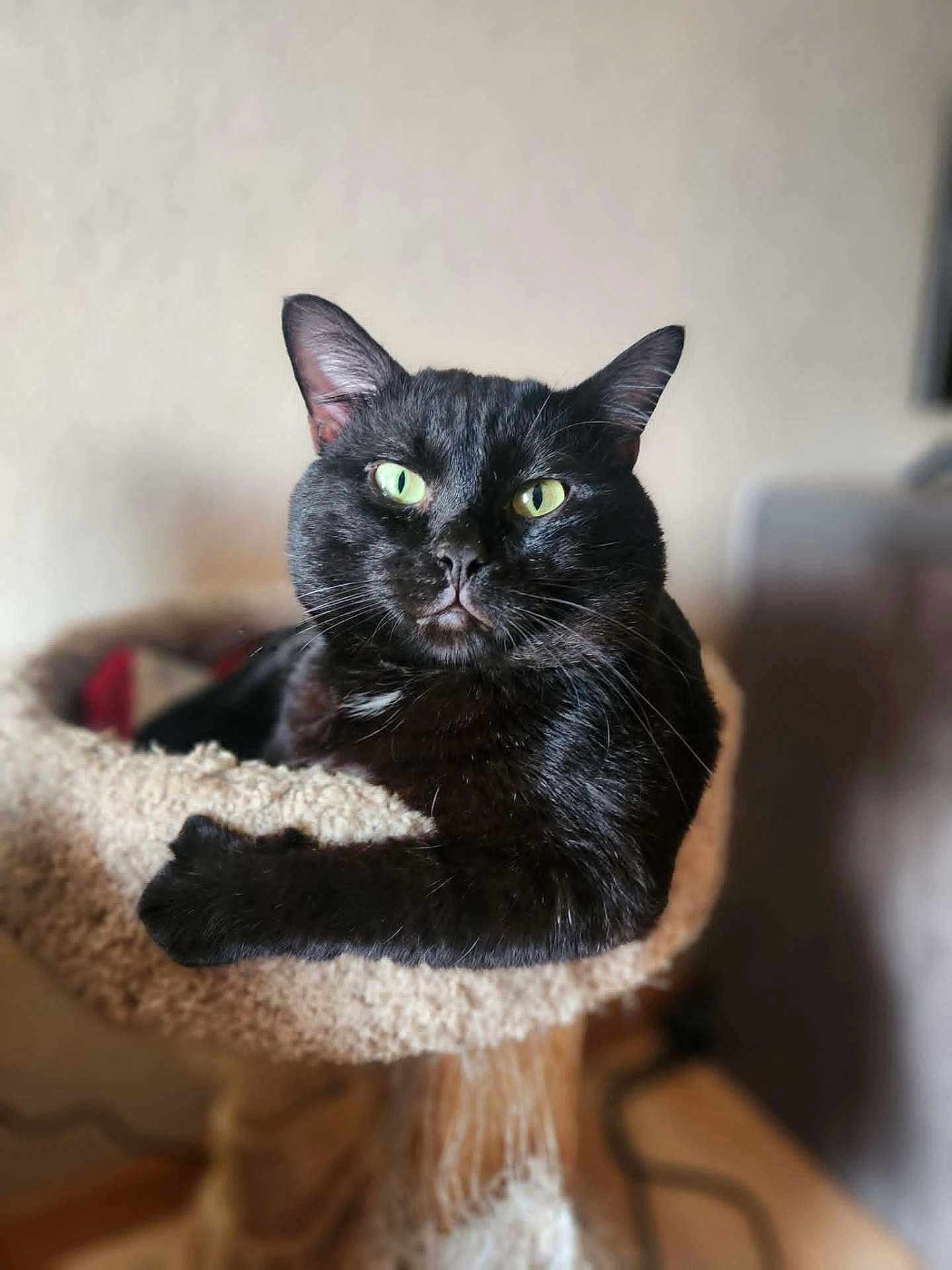 Bruce joined the competition — help win amazing prizes! black_cat, cat, cat_tree, green_eyes, pet, feline, indoor, cozy, animal, portrait, relaxed, looking_at_camera, whiskers, ears, fur, domestic_cat, home, cute, resting, close_up
