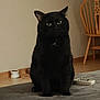 Bruce joined the competition — help win amazing prizes! cat, black_cat, pet, indoor, floor, chair, remote_control, bowl, food_bowl, gray_surface, wooden_chair, animal, feline, sitting, domestic_animal, looking, quiet, calm, home, fur
