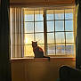 Bruce is registered to the contest to win money with this photo: cat, black_cat, window, windowsill, sunset, sunlight, curtains, indoor, silhouette, orange_vest, shadow, home, cozy, pet, animal, feline, resting, quiet, peaceful, warm_light