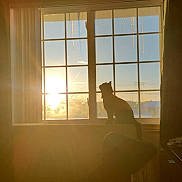 Bruce joined the competition — help win amazing prizes! cat, window, sunlight, silhouette, icicles, indoor, winter, sunshine, curtains, shadow, furniture, cozy, animal, pet, sitting, quiet, peaceful, light, warm, daytime
