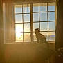 cat, window, sunlight, silhouette, icicles, indoor, winter, sunshine, curtains, shadow, furniture, cozy, animal, pet, sitting, quiet, peaceful, light, warm, daytime