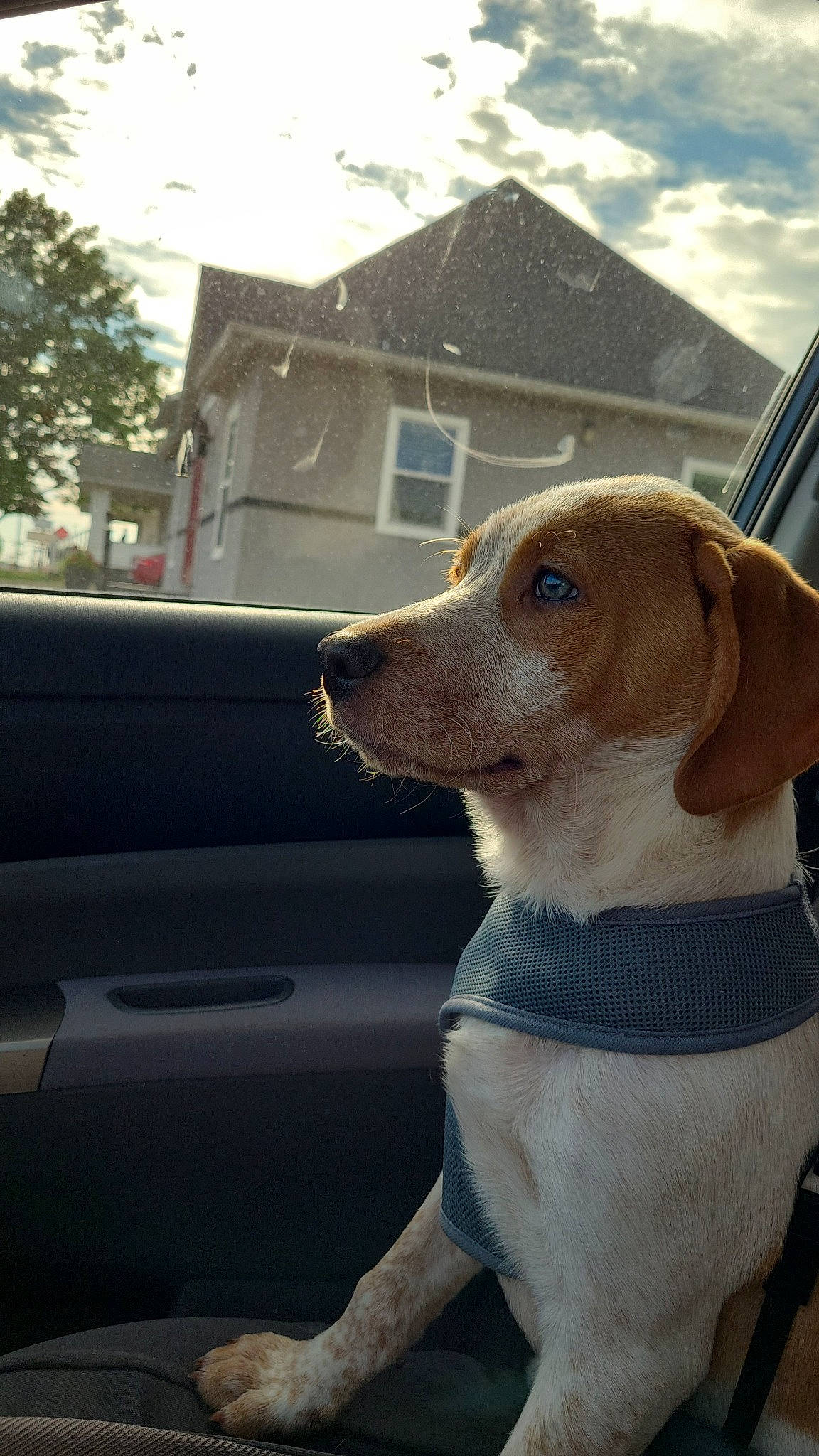 Sylas joined the competition — help win amazing prizes! automotive_exterior, automotive_mirror, building, car, carnivore, cloud, collar, companion_dog, dog, dog_breed, dog_collar, fawn, pet_supply, sky, snout, sporting_group, vehicle, vehicle_door, whiskers, window