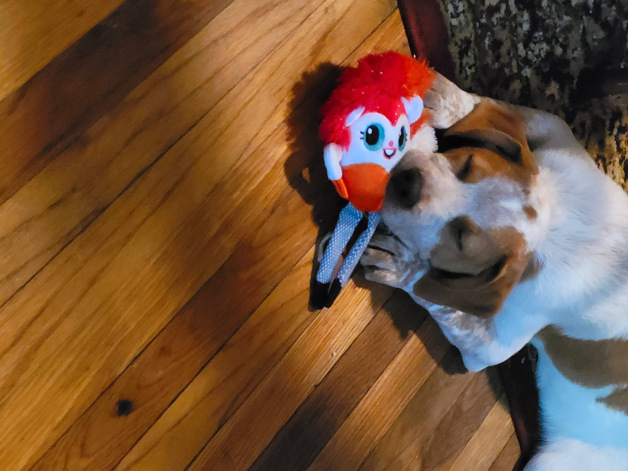 Sylas joined the competition — help win amazing prizes! animated_cartoon, carnivore, companion_dog, dog, dog_breed, fawn, flooring, fur, hardwood, laminate_flooring, plank, plush, sporting_group, stuffed_toy, tail, toy, varnish, wood, wood_flooring, wood_stain