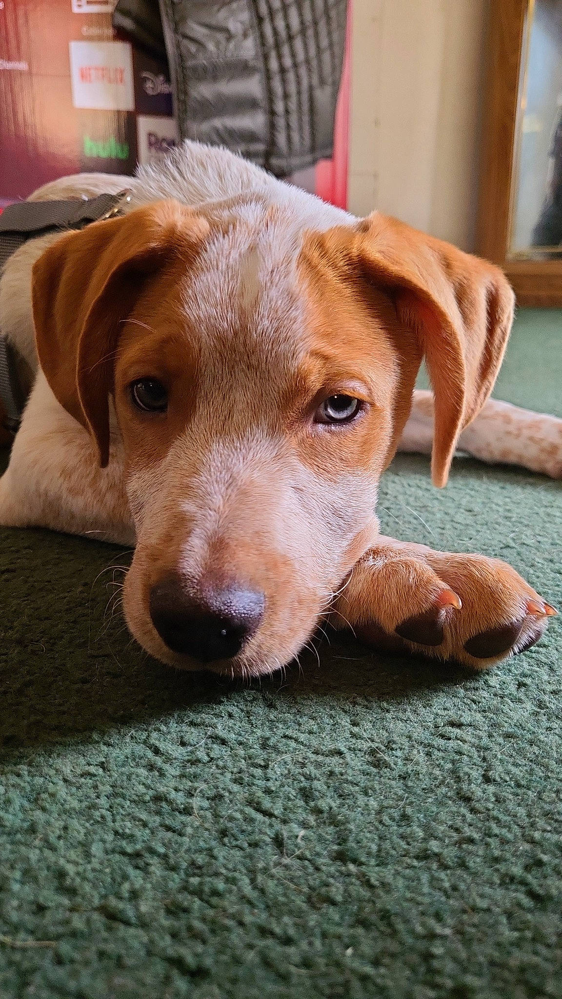 Sylas is registered to the contest to win money with this photo: canidae, carnivore, collar, companion_dog, dog, dog_breed, fawn, flooring, fur, hunting_dog, liver, pet_supply, snout, sporting_group, street_dog, terrestrial_animal, whiskers, wood, working_animal