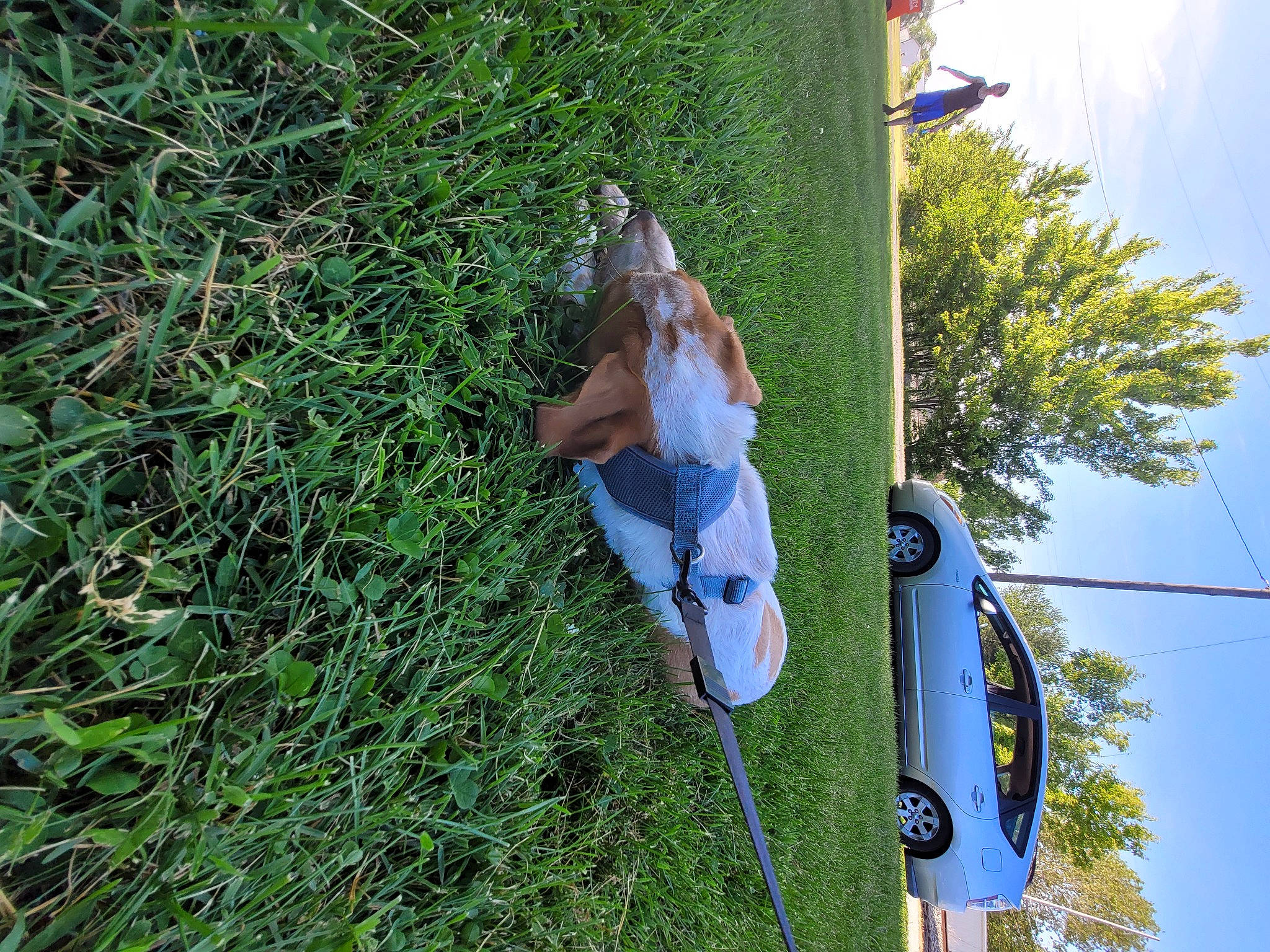 Sylas is registered to the contest to win money with this photo: automotive_exterior, automotive_lighting, car, dog, family_car, grass, groundcover, hood, lawn, leisure, motor_vehicle, plant, pole, sky, tire, tree, vehicle, vehicle_door, wheel, windshield