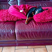 Pepito participe au concours pour gagner de l'argent avec cette photo : dog, blanket, couch, leather, pet, resting, cozy, red, fur, floor, tile, indoor, relaxed, snuggled, plush, comfort, domestic, animal, home, sleeping