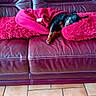 dog, blanket, couch, leather, pet, resting, cozy, red, fur, floor, tile, indoor, relaxed, snuggled, plush, comfort, domestic, animal, home, sleeping