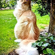 Phoenix joined the competition — help win amazing prizes! cat, fluffy, orange_cat, garden, greenery, purple_flowers, grass, plants, outdoor, nature, feline, pet, sitting, tail, stone_path, leaves, shrubbery, daylight, closeup, furry