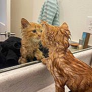 Ollie is registered to the contest to win money with this photo: cat, kitten, wet, reflection, mirror, bathroom, orange_cat, fur, curious, ears, towel_ring, sink_counter, indoor, pet, animal, looking, paws, close_up, cleaning, curiosity