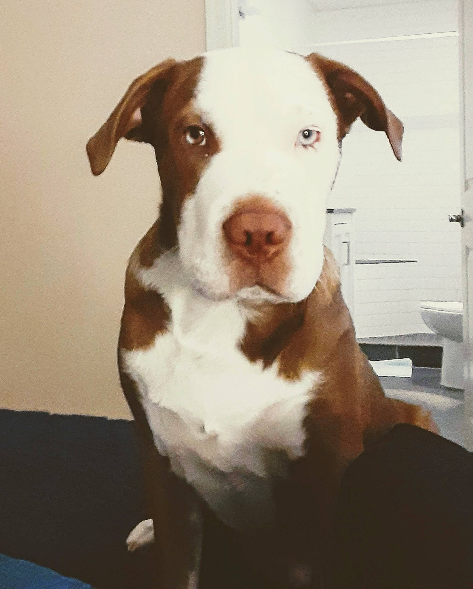 Kujo joined the competition — help win amazing prizes! ancient_dog_breeds, canidae, carnivore, companion_dog, dog, dog_breed, ear, fawn, fur, german_shorthaired_pointer, hunting_dog, liver, non_sporting_group, puppy, snout, sporting_group, tail, whiskers, working_animal