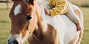 Enoan participe au concours pour gagner de l'argent avec cette photo : animal, animal_face, baby, baby_on_animal, child, cute, daylight, fence, field, grass, horse, mammal, nature, outdoor, pasture, person, pony, portrait, yellow_sweater, young_child