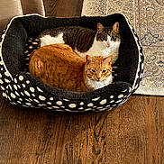 Buddy And Dixi is registered to the contest to win money with this photo: cat, orange_cat, tabby_cat, pet_bed, polka_dot, wooden_floor, rug, indoor, cozy, feline, animal, domestic_cat, resting, two_animals, looking_at_camera, curious, fur, whiskers, ears, closeup