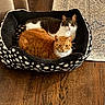 cat, orange_cat, tabby_cat, pet_bed, polka_dot, wooden_floor, rug, indoor, cozy, feline, animal, domestic_cat, resting, two_animals, looking_at_camera, curious, fur, whiskers, ears, closeup