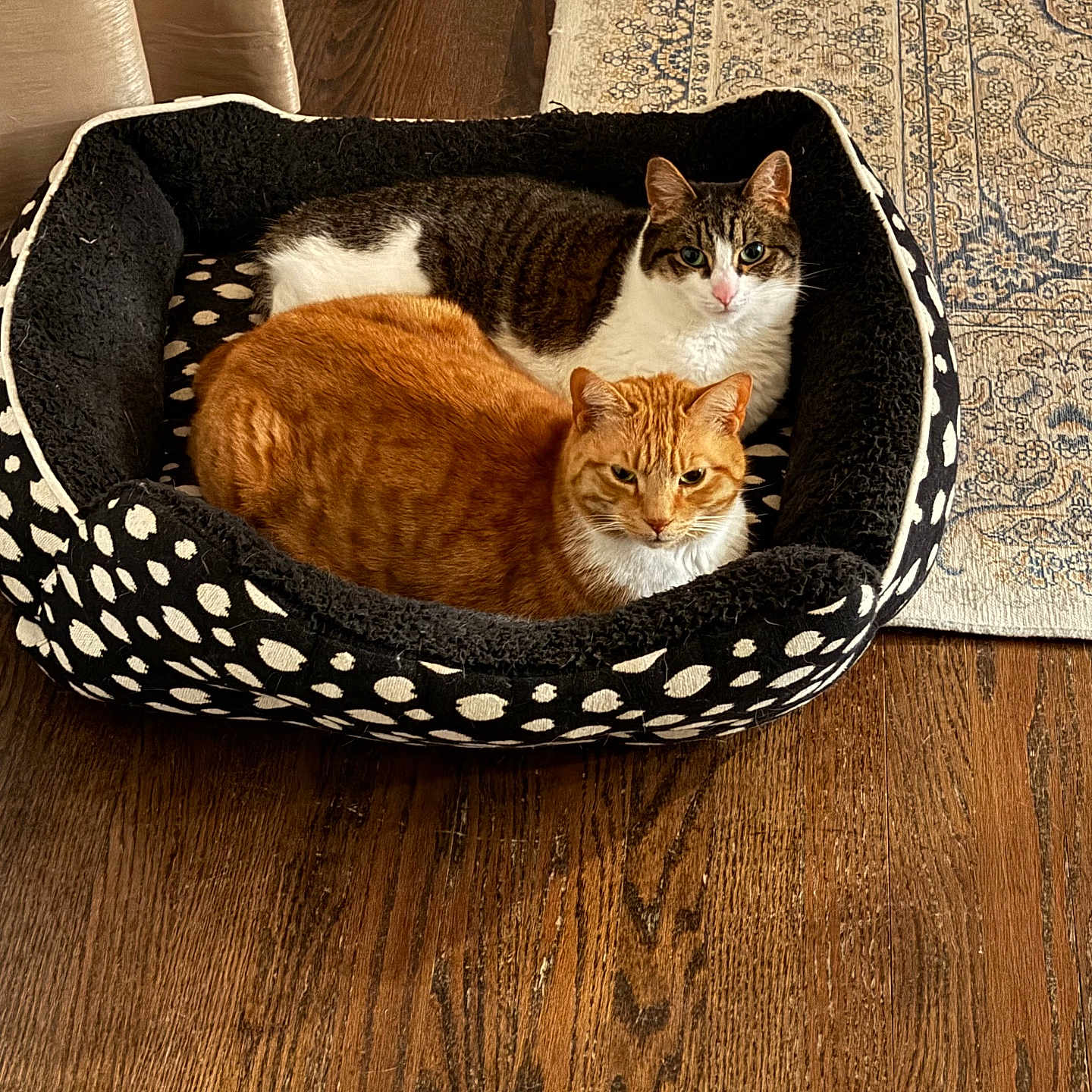Buddy And Dixi is registered to the contest to win money with this photo: cat, orange_cat, tabby_cat, pet_bed, polka_dot, wooden_floor, rug, indoor, cozy, feline, animal, domestic_cat, resting, two_animals, looking_at_camera, curious, fur, whiskers, ears, closeup