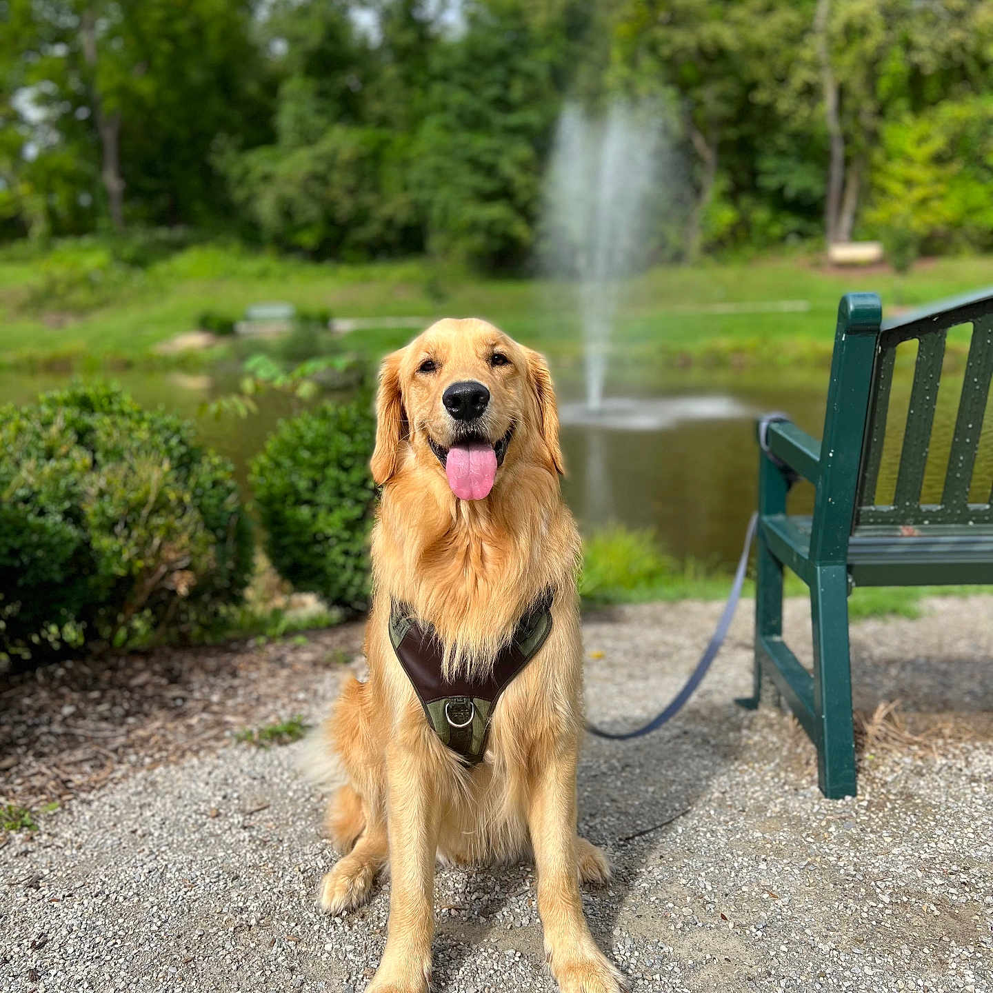 Tucker joined the competition — help win amazing prizes! animal, architecture, bench, canine, dog, fountain, furniture, goldenretriever, grass, herbal, herbs, nature, outdoors, park, pet, plant, summer, tree, vegetation, water