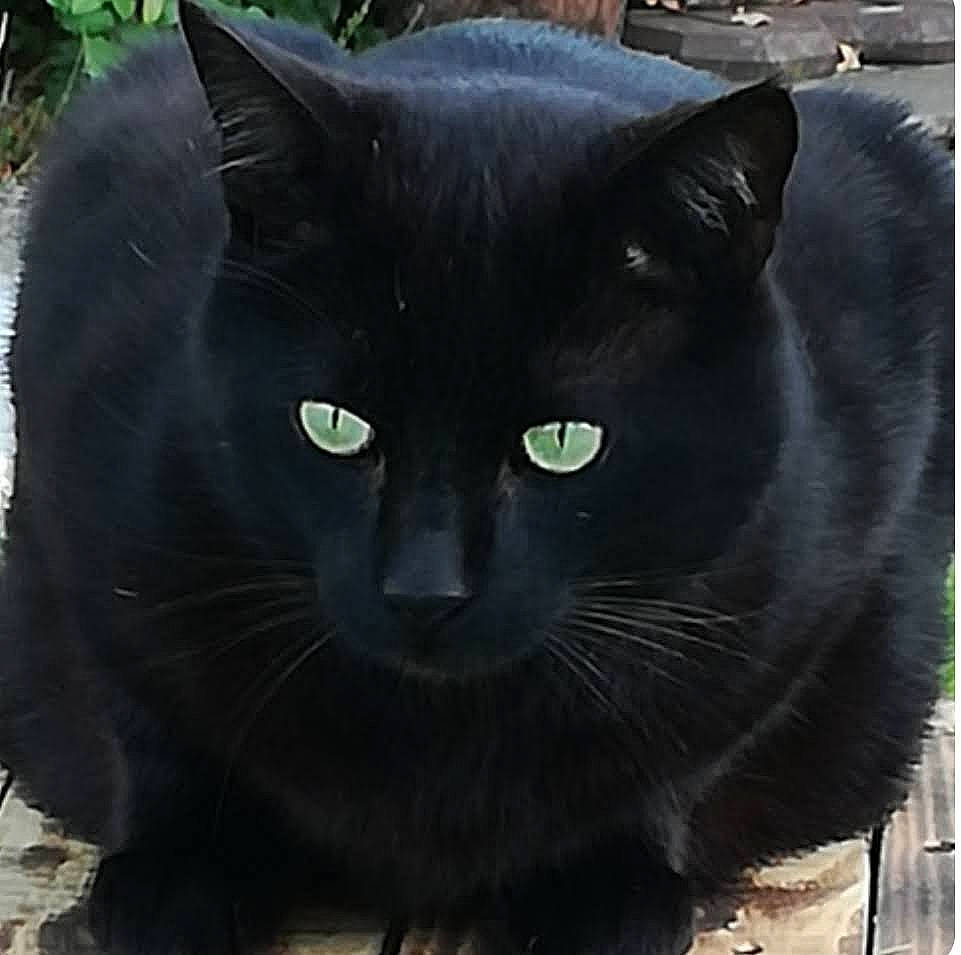 Maou participe au concours pour gagner de l'argent avec cette photo : black_cat, bombay, carnivore, cat, domestic_short_haired_cat, felidae, fur, grass, mammal, organism, small_to_medium_sized_cats, snout, terrestrial_animal, whiskers