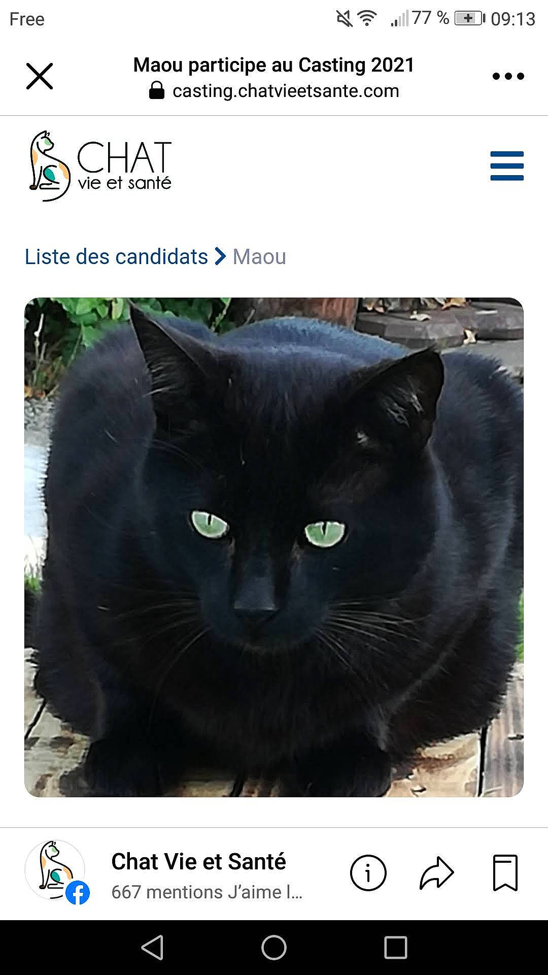 Maou participe au concours pour gagner de l'argent avec cette photo : carnivore, cat, electric_blue, felidae, font, internet_meme, light, mammal, organism, photo_caption, photograph, product, screenshot, sleeve, small_to_medium_sized_cats, snapshot, snout, terrestrial_animal, vertebrate, whiskers