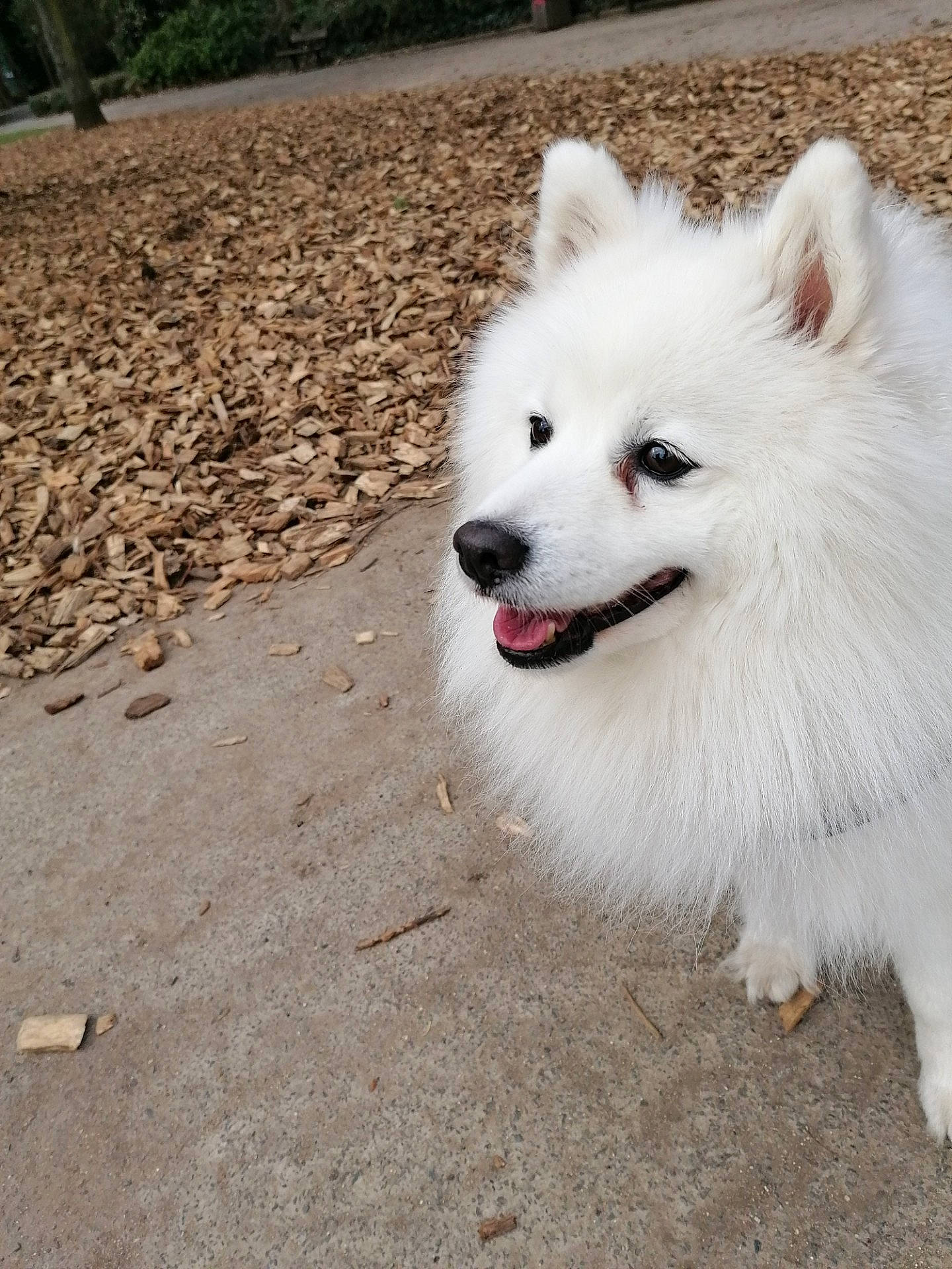 Miko participe au concours pour gagner de l'argent avec cette photo : american_eskimo_dog, ancient_dog_breeds, canidae, carnivore, companion_dog, dog, dog_breed, fur, german_spitz, german_spitz_klein, german_spitz_mittel, japanese_spitz, non_sporting_group, samoyed, snout, spitz, sporting_group, volpino_italiano, working_dog