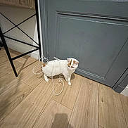 Fripouille a rejoint le concours — aidez-le/la à gagner de superbes lots ! cat, white_cat, orange_patches, cable, tangled, wooden_floor, gray_door, black_table, indoor, pet, curious, playful, animal, feline, floor, standing, shadow, cord, home, domestic