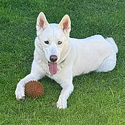 Blu joined the competition — help win amazing prizes! dog, white_dog, heterochromia, blue_eye, brown_eye, tongue_out, grass, toy, ball, outdoor, pet, canine, playful, lying_down, sunlight, nature, animal, summer, paw, collar