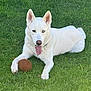 dog, white_dog, heterochromia, blue_eye, brown_eye, tongue_out, grass, toy, ball, outdoor, pet, canine, playful, lying_down, sunlight, nature, animal, summer, paw, collar