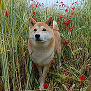 Meiko participe au concours pour gagner de l'argent avec cette photo : dog, shiba_inu, animal, nature, field, grass, flowers, poppies, greenery, outdoor, pet, canine, fur, plant, wildflowers, summer, daylight, curious, walking, scenic