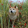 dog, shiba_inu, animal, nature, field, grass, flowers, poppies, greenery, outdoor, pet, canine, fur, plant, wildflowers, summer, daylight, curious, walking, scenic
