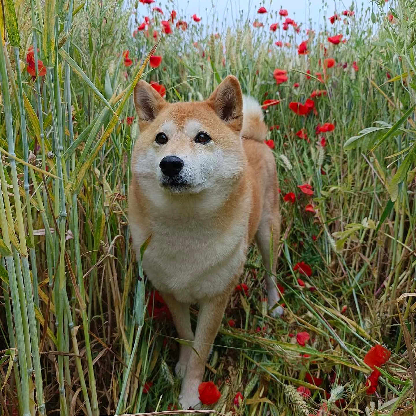 Meiko participe au concours pour gagner de l'argent avec cette photo : dog, shiba_inu, animal, nature, field, grass, flowers, poppies, greenery, outdoor, pet, canine, fur, plant, wildflowers, summer, daylight, curious, walking, scenic
