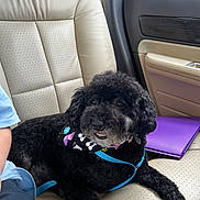 Mardi is registered to the contest to win money with this photo: dog, black_dog, leash, bandana, car_seat, beige_leather, person, blue_shirt, purple_folder, interior, pet, animal, sitting, relaxed, companion, cute, fluffy, curly_fur, car, travel
