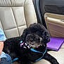 dog, black_dog, leash, bandana, car_seat, beige_leather, person, blue_shirt, purple_folder, interior, pet, animal, sitting, relaxed, companion, cute, fluffy, curly_fur, car, travel
