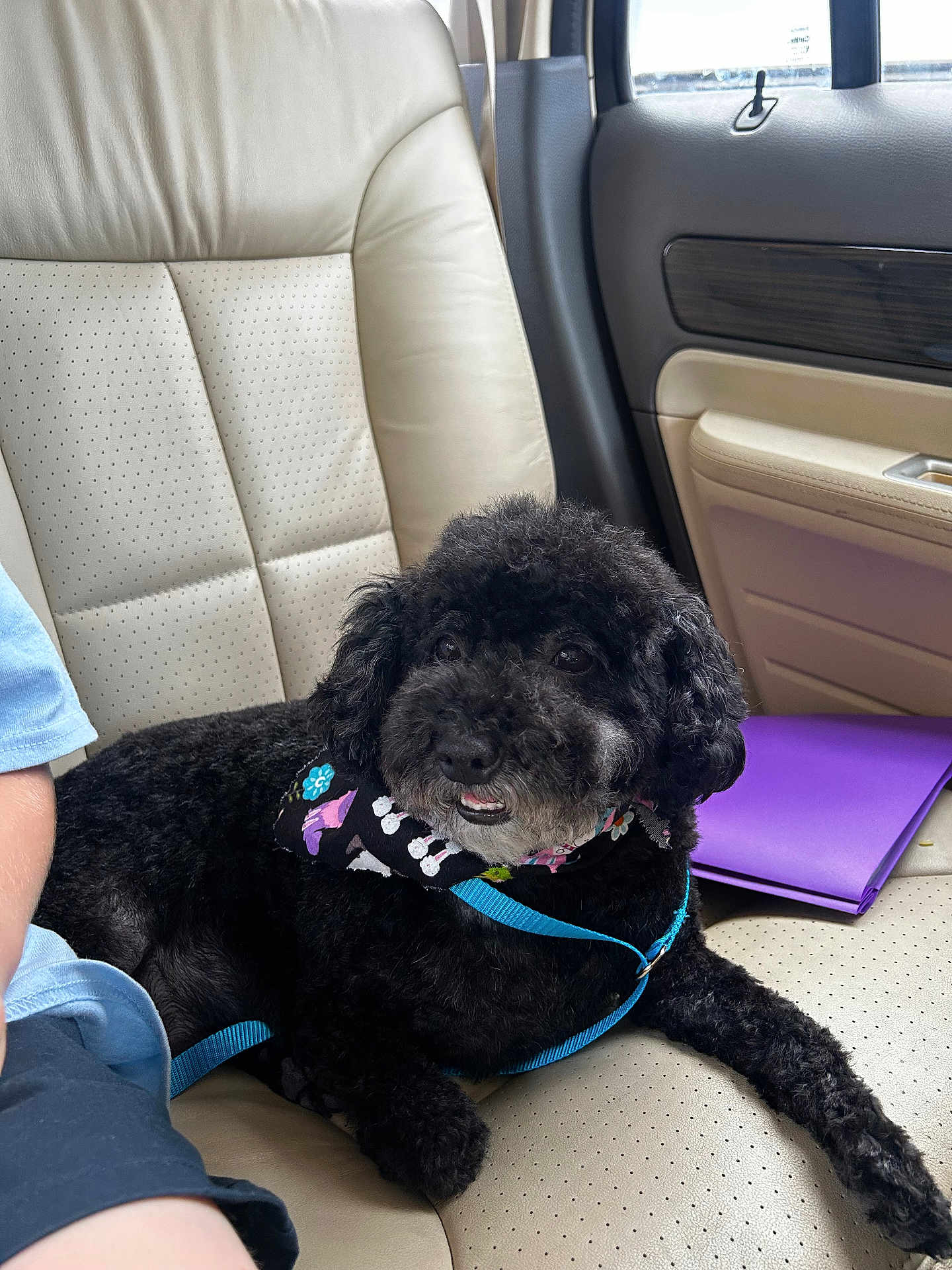 Mardi is registered to the contest to win money with this photo: dog, black_dog, leash, bandana, car_seat, beige_leather, person, blue_shirt, purple_folder, interior, pet, animal, sitting, relaxed, companion, cute, fluffy, curly_fur, car, travel