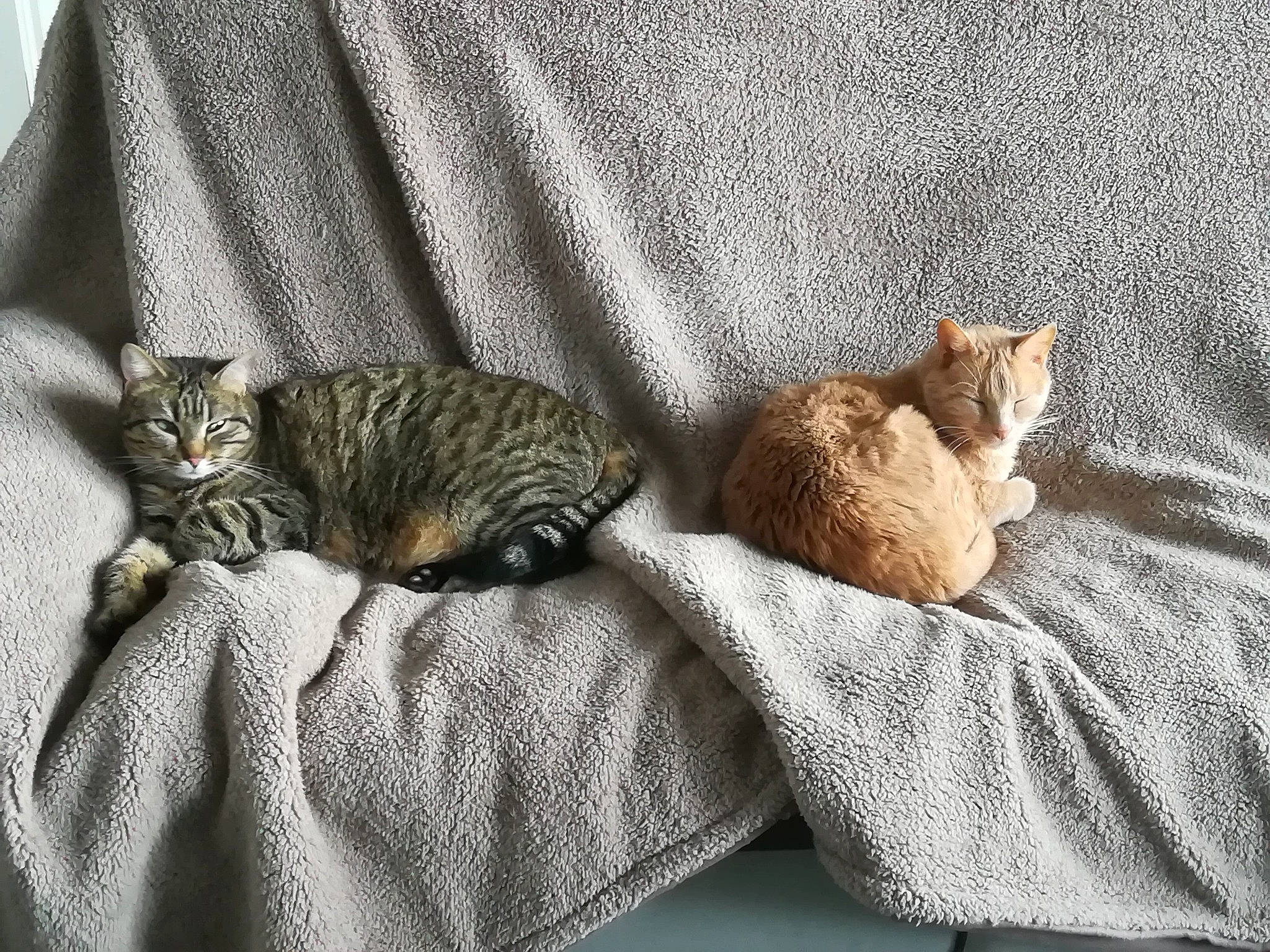 Kyo participe au concours pour gagner de l'argent avec cette photo : bed_sheet, bedding, brown, carnivore, cat, comfort, domestic_short_haired_cat, fawn, felidae, fur, grey, linens, mammal, small_to_medium_sized_cats, tail, tree, vehicle, whiskers, wildlife, wood